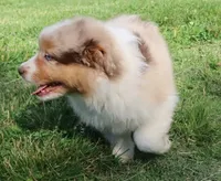 AKC Blue eyes Champion Line, a female Australian Shepherd for sale in Murfreesboro, TN – 6 of 6