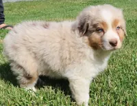 AKC Blue eyes Champion Line, a male Australian Shepherd for sale in Murfreesboro, TN – 3 of 5