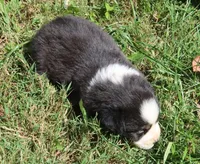AKC Blue eyes, a female Australian Shepherd for sale in Murfreesboro, TN – Photo 6 of 6