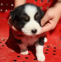 AKC Blue eyes, a female Australian Shepherd for sale in Murfreesboro, TN – Photo 3 of 6