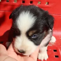 AKC Blue eyes, a female Australian Shepherd for sale in Murfreesboro, TN – Photo 2 of 6