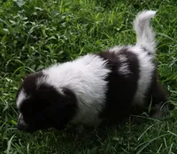 AKDA Karakachan, a male Karakachan for sale in Murfreesboro, TN – 3 of 4