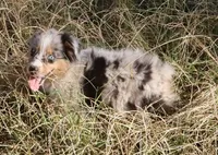 AKC Blue eyes Champion Line, a male Australian Shepherd for sale in Murfreesboro, TN – 2 of 3