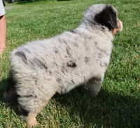 AKC Blue eyes Champion Line, a male Australian Shepherd for sale in Murfreesboro, TN – 4 of 5