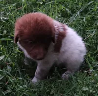 AKDA Karakachan, a male Karakachan for sale in Murfreesboro, TN – 5 of 5