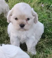 Hypoallergenic , Adorable Flufflball !, a female Bichon Frise and Cocker Spaniel for sale in Murfreesboro, TN – 1 of 1
