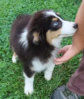 AKC Blue eyes Champion Line, a female Australian Shepherd for sale in Murfreesboro, TN – 3 of 3