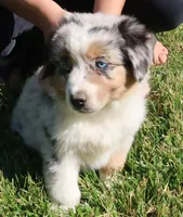 AKC Blue eyes Champion Line, a male Australian Shepherd for sale in Murfreesboro, TN – 2 of 5