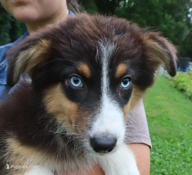 AKC Blue eyes Champion Line – Australian Shepherd puppy for sale in Murfreesboro, TN