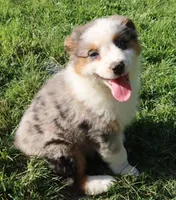 AKC Blue eyes Champion Line, a female Australian Shepherd for sale in Murfreesboro, TN – 3 of 7