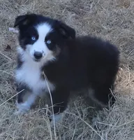 AKC Blue Eyes Champion Line, a male Australian Shepherd for sale in Murfreesboro, TN – 1 of 3