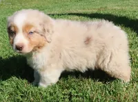 AKC Blue eyes Champion Line, a male Australian Shepherd for sale in Murfreesboro, TN – 4 of 5