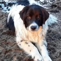 AKDA Karakachan, a male Karakachan for sale in Murfreesboro, TN – Photo 1 of 3