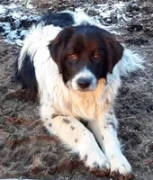 AKDA Karakachan, a male Karakachan for sale in Murfreesboro, TN – Photo 1 of 3