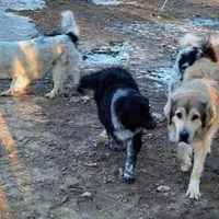 AKDA Karakachan, a male Karakachan for sale in Murfreesboro, TN – Photo 2 of 3