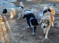 AKDA Karakachan, a male Karakachan for sale in Murfreesboro, TN – Photo 2 of 3