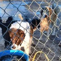 AKDA Karakachan, a male Karakachan for sale in Murfreesboro, TN – Photo 3 of 3