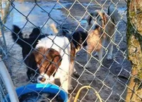 AKDA Karakachan, a male Karakachan for sale in Murfreesboro, TN – Photo 3 of 3