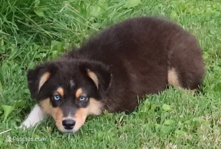 AKC Blue eyes Champion Line – Australian Shepherd puppy for sale in Murfreesboro, TN