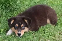 AKC Blue eyes Champion Line, a female Australian Shepherd for sale in Murfreesboro, TN – 1 of 2