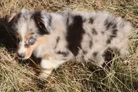 AKC Blue Eyes Champion Line, a male Australian Shepherd for sale in Murfreesboro, TN – 3 of 3