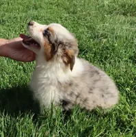 AKC Blue eyes Champion Line, a female Australian Shepherd for sale in Murfreesboro, TN – 5 of 7