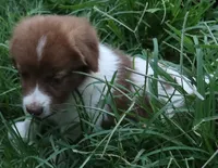 AKDA Karakachan, a female Karakachan for sale in Murfreesboro, TN – 2 of 4