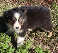 AKC Blue eyes, a female Australian Shepherd for sale in Murfreesboro, TN – Photo 2 of 6
