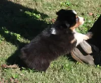 AKC Blue eyes, a female Australian Shepherd for sale in Murfreesboro, TN – Photo 5 of 6