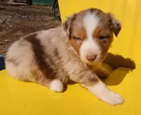 AKC Blue eyes Champion Line, a female Australian Shepherd for sale in Murfreesboro, TN – Photo 1 of 3