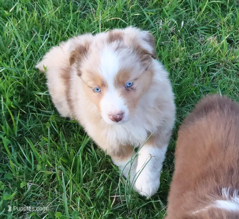 AKC Blue eyes Champion Line – Australian Shepherd puppy for sale in Murfreesboro, TN