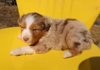AKC Blue eyes Champion Line, a female Australian Shepherd for sale in Murfreesboro, TN – Photo 2 of 3