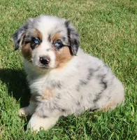 AKC Blue eyes Champion Line, a male Australian Shepherd for sale in Murfreesboro, TN – 5 of 6