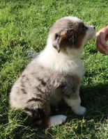AKC Blue eyes Champion Line, a female Australian Shepherd for sale in Murfreesboro, TN – 7 of 7