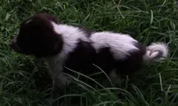 AKDA Karakachan, a male Karakachan for sale in Murfreesboro, TN – 2 of 2
