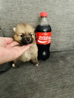Party Mango, a female Pomeranian for sale in Oak Hills, CA – 3 of 3