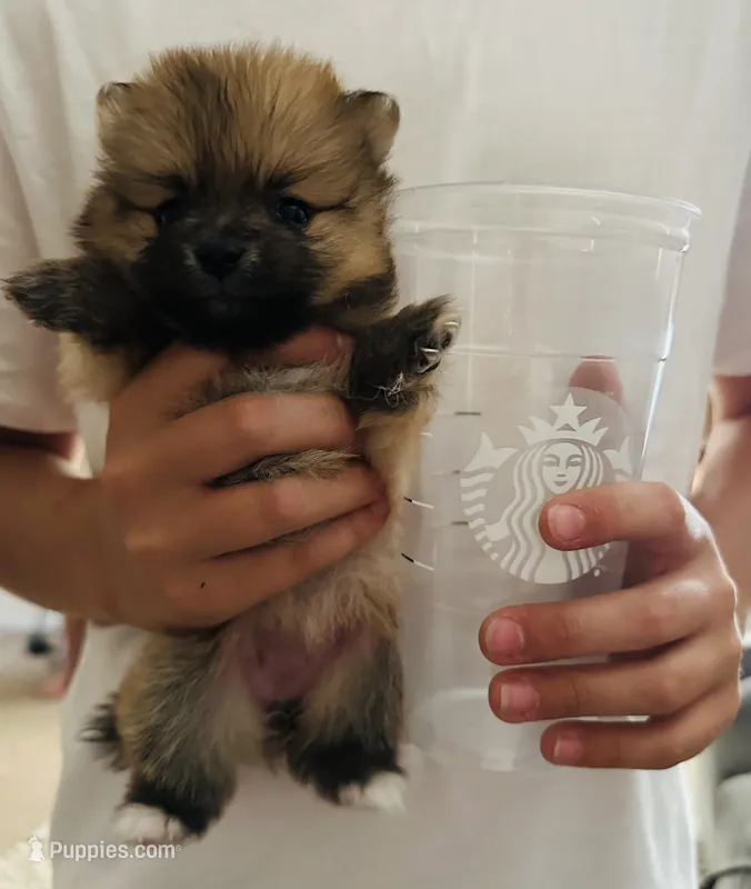 Party Mango – Pomeranian puppy for sale in Oak Hills, CA
