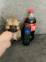 Party Mango, a female Pomeranian for sale in Oak Hills, CA – 2 of 3