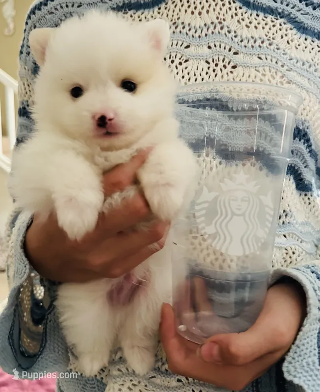 Party Marbles  – Pomeranian puppy for sale in Oak Hills, CA