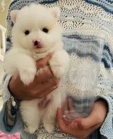 Party Marbles , a male Pomeranian for sale in Oak Hills, CA – 1 of 2