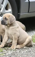 Major, a male Cane Corso for sale in Akron, OH – 3 of 3