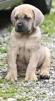 Major, a male Cane Corso for sale in Akron, OH – 2 of 3