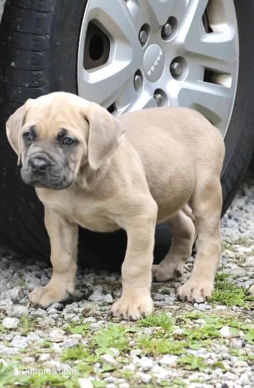 Mystique  – Cane Corso puppy for sale in Akron, OH