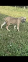 Mystique , a female Cane Corso for sale in Akron, OH – 3 of 7