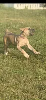 Mystique , a female Cane Corso for sale in Akron, OH – 2 of 7