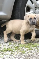 Mystique , a female Cane Corso for sale in Akron, OH – 3 of 4