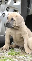 Mystique , a female Cane Corso for sale in Akron, OH – 2 of 4