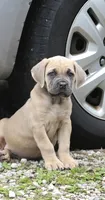 Mystique , a female Cane Corso for sale in Akron, OH – 4 of 4