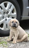 Major, a male Cane Corso for sale in Akron, OH – 1 of 3