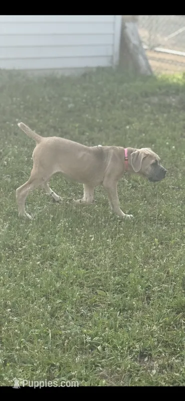 Mystique  – Cane Corso puppy for sale in Akron, OH